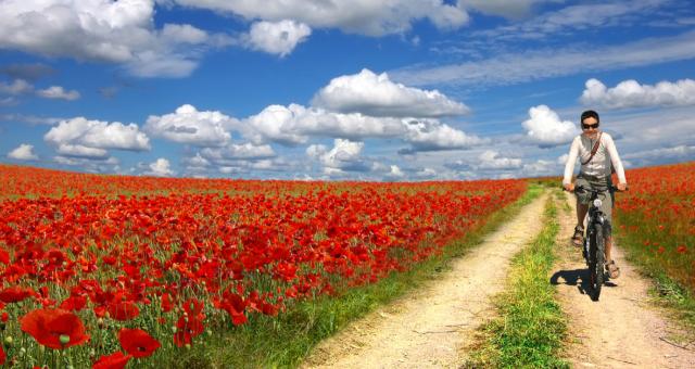 Cycling next to a field of poppies (Shutterstock)